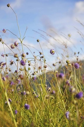 Framed Sunny Bliss Print