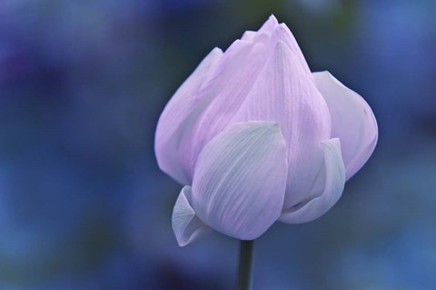 Framed Tender Morning with Lotus Print