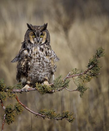 Framed Hanging Out Print