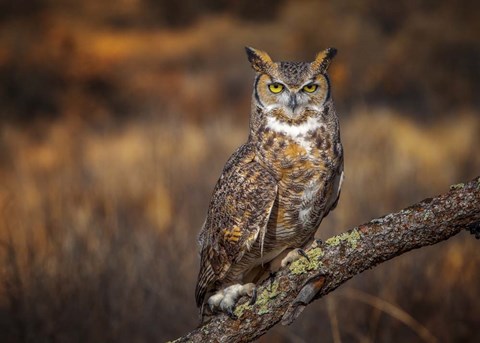 Framed Look Who&#39;s There Print