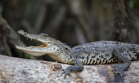 Framed Ready To Snap Print