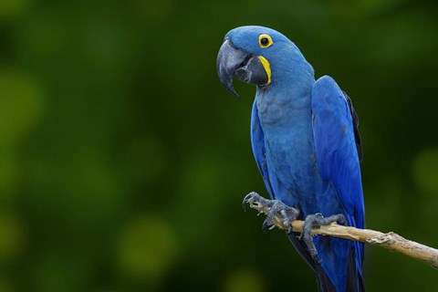 Framed Standing Alone Print