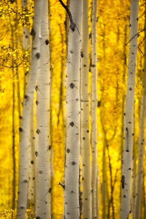Framed Aspen Trees Print