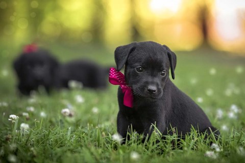 Framed Black Lab Pup 13 Print