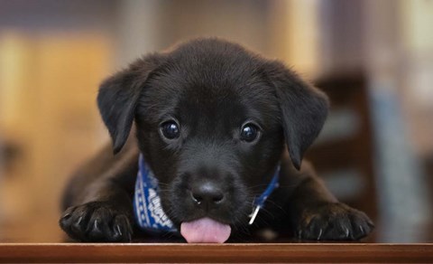 Framed Black Lab Pup 14 Print