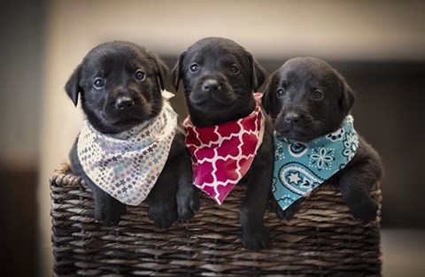 Framed Black Lab Pups 2 Print