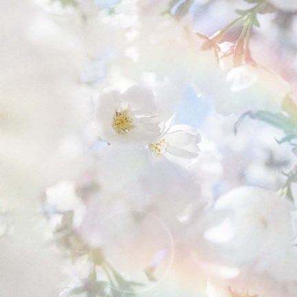 Framed Apple Blossoms 03 Print