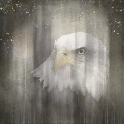 Framed Antique Wildlife Eagle Print