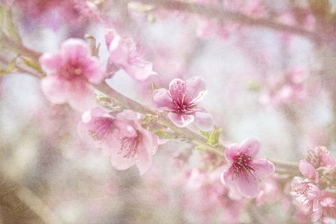 Framed Cherry Pops 06 Print