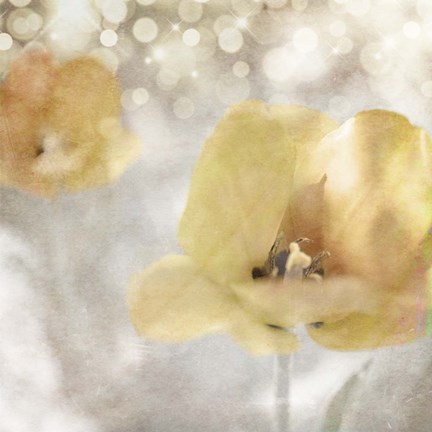 Framed Yellow Tulip 02 Print