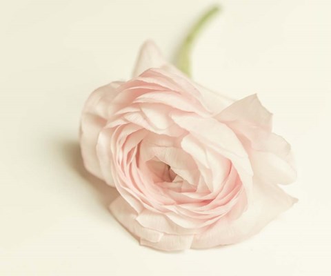 Framed Peony A1 Print