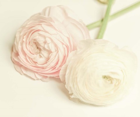 Framed Peony A3 Print