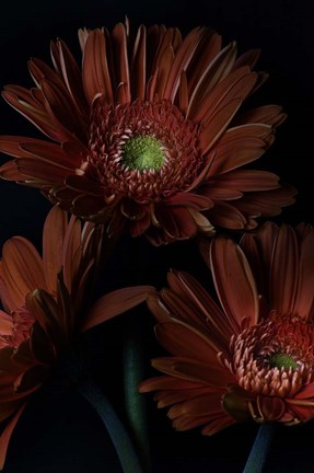 Framed Gerber Daisy Print