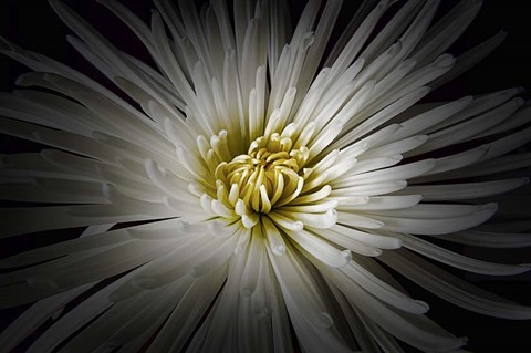 Framed Mum Burst Print