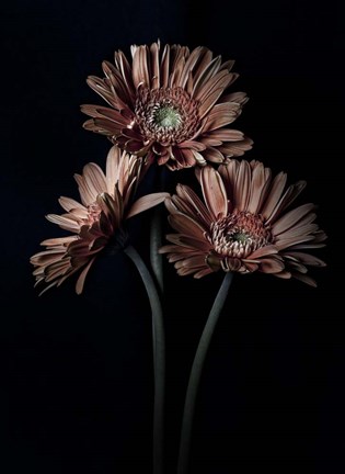 Framed Orange Gerber Daisy Print