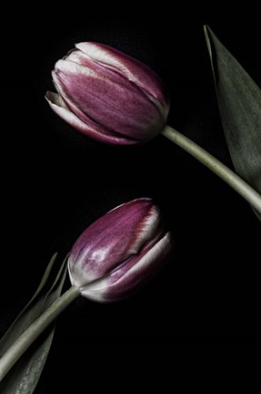 Framed Two Tulips Print