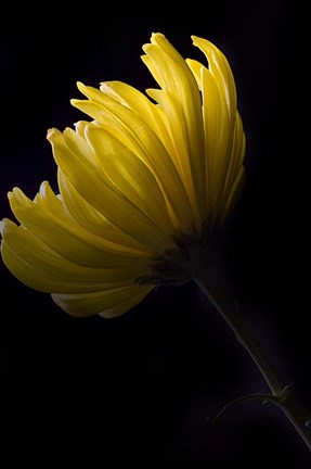 Framed Yellow Mum Print