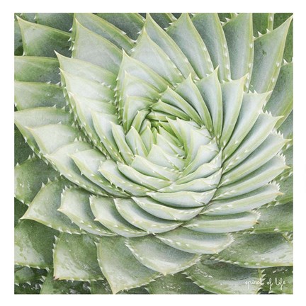 Framed Spiral of Life Print