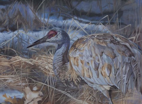 Framed Big Bird Print