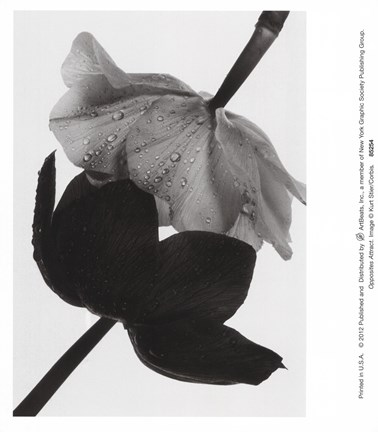 Framed Opposites Attract Print