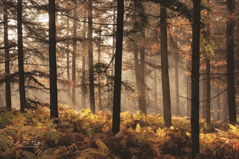 Framed Fern Forest Print