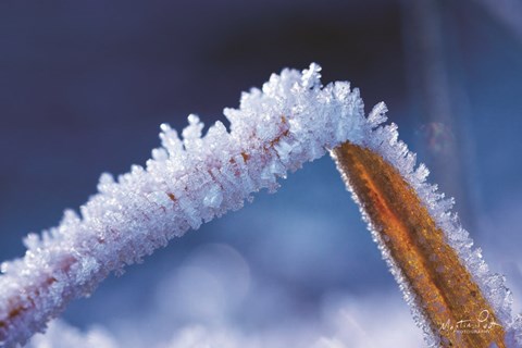 Framed Ice Cold Print