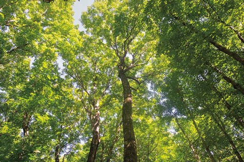 Framed Hardwood Forest Canopy III Print