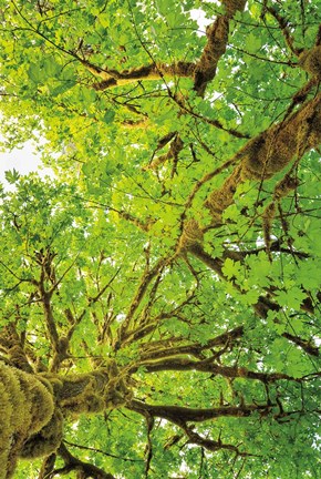 Framed Big Leaf Maple Trees V Print