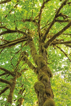 Framed Big Leaf Maple Trees IV Print