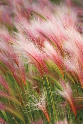 Framed Foxtail Barley V Print