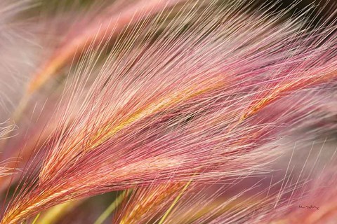 Framed Foxtail Barley III Print