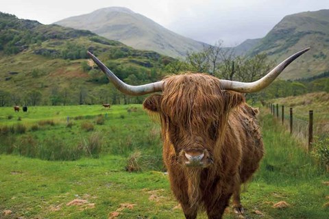 Framed Scottish Highland Cattle III Print