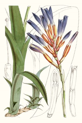 Framed Tropical Plants I Print