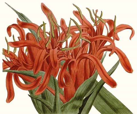 Framed Striking Coral Botanicals I Print