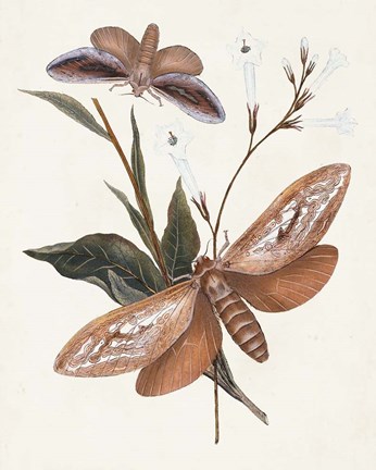 Framed Butterflies &amp; Moths II Print