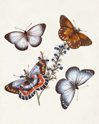 Framed Butterflies &amp; Moths III Print