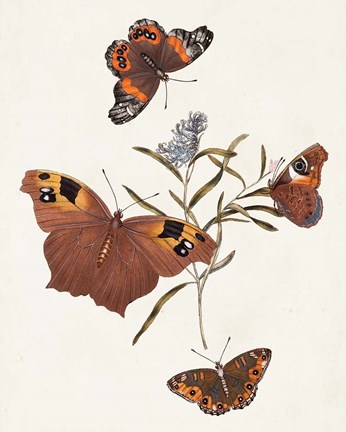 Framed Butterflies &amp; Moths VI Print