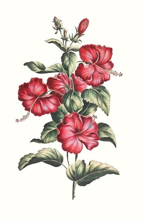 Framed Flowering Hibiscus III Print