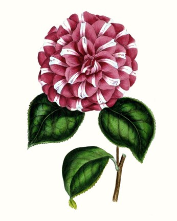 Framed Grand Blooms I Print