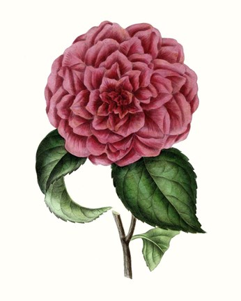 Framed Grand Blooms III Print