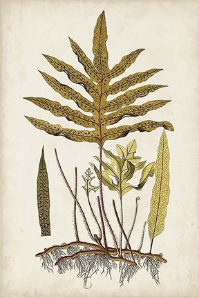 Framed Fern Botanical I Print