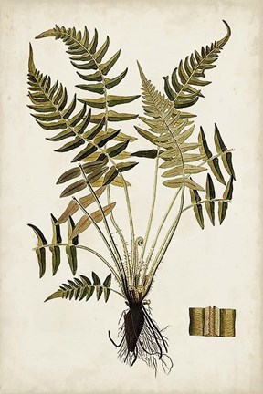 Framed Fern Botanical IV Print