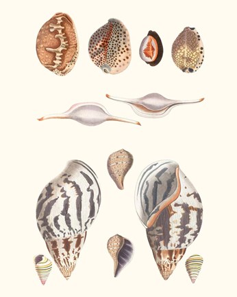 Framed Shell Collection II Print