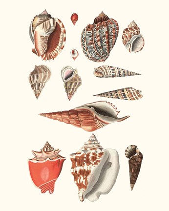 Framed Shell Collection IV Print