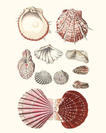 Framed Shell Collection VI Print