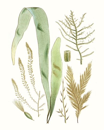 Framed Antique Seaweed Composition II Print