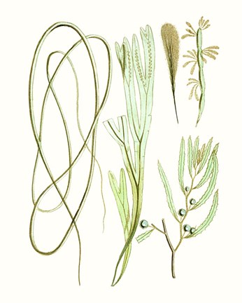 Framed Antique Seaweed Composition III Print