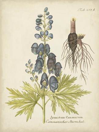 Framed Eloquent Botanical II Print