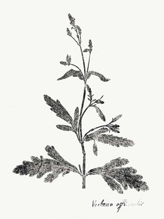 Framed Botanical Imprint III Print