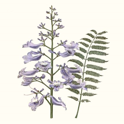 Framed Graceful Botanical III Print